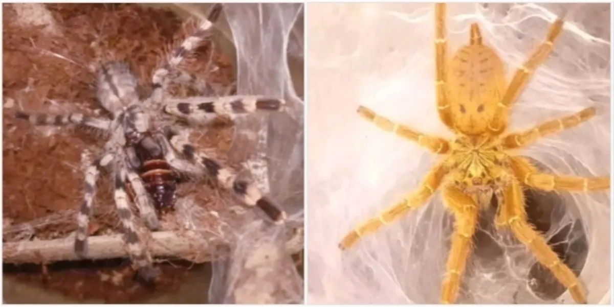 22818 nevada tarantula behavior