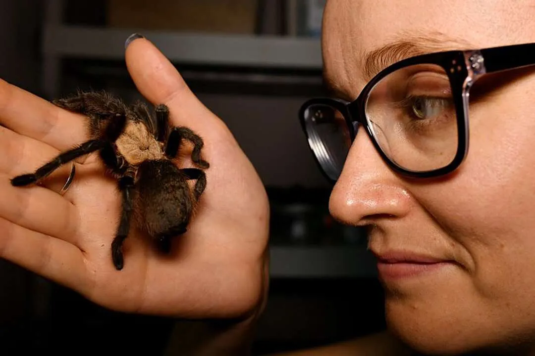 22818 nevada tarantula conservation