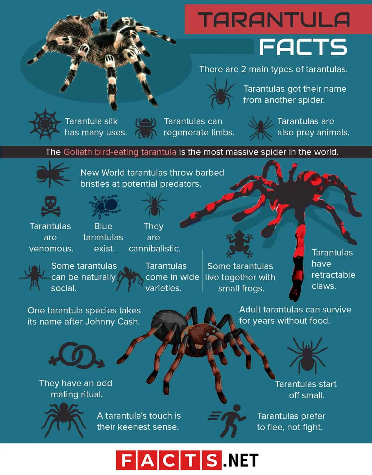/img/22818-nevada-tarantula-environment.webp