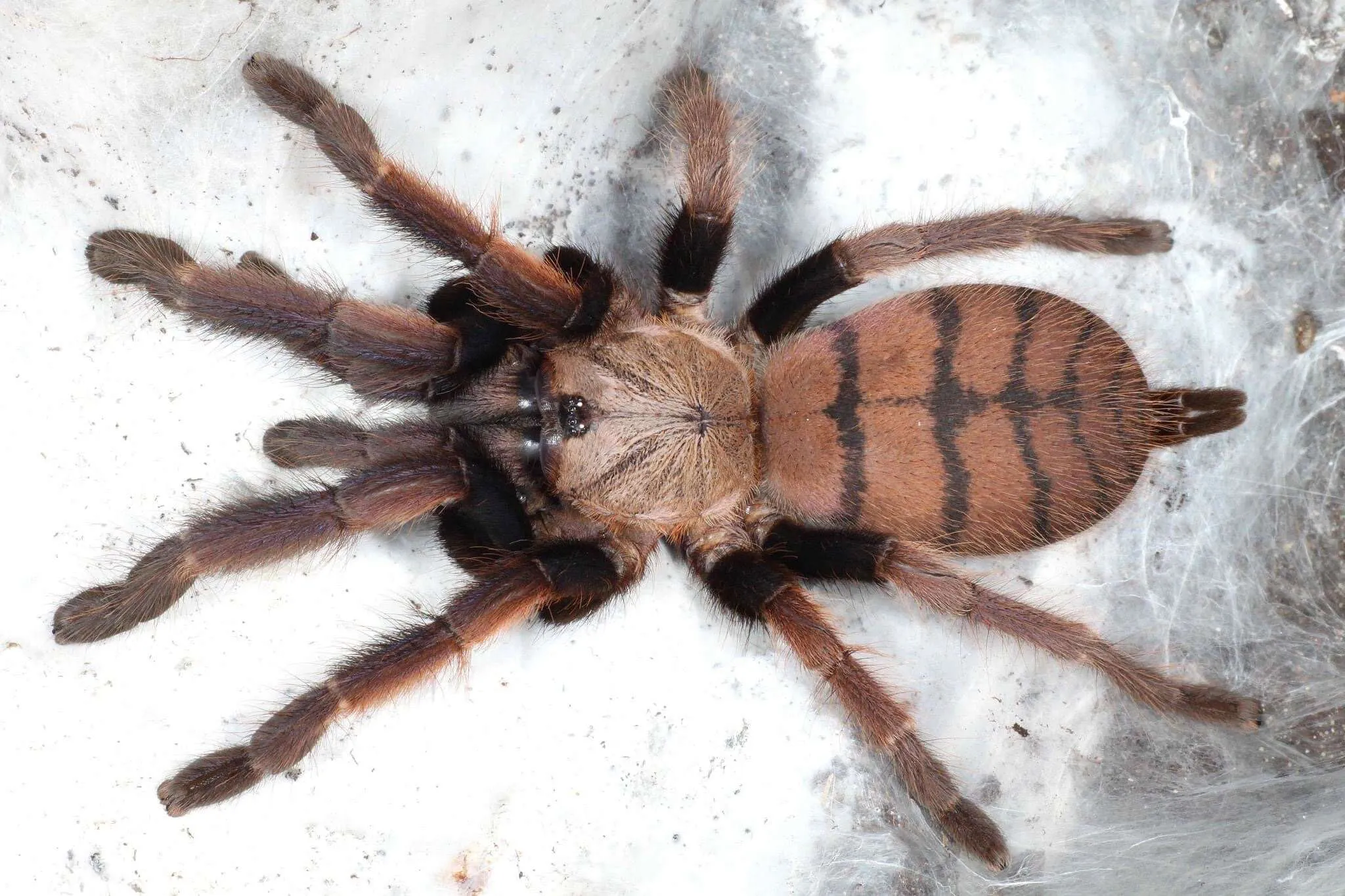 22818 nevada tarantula facts