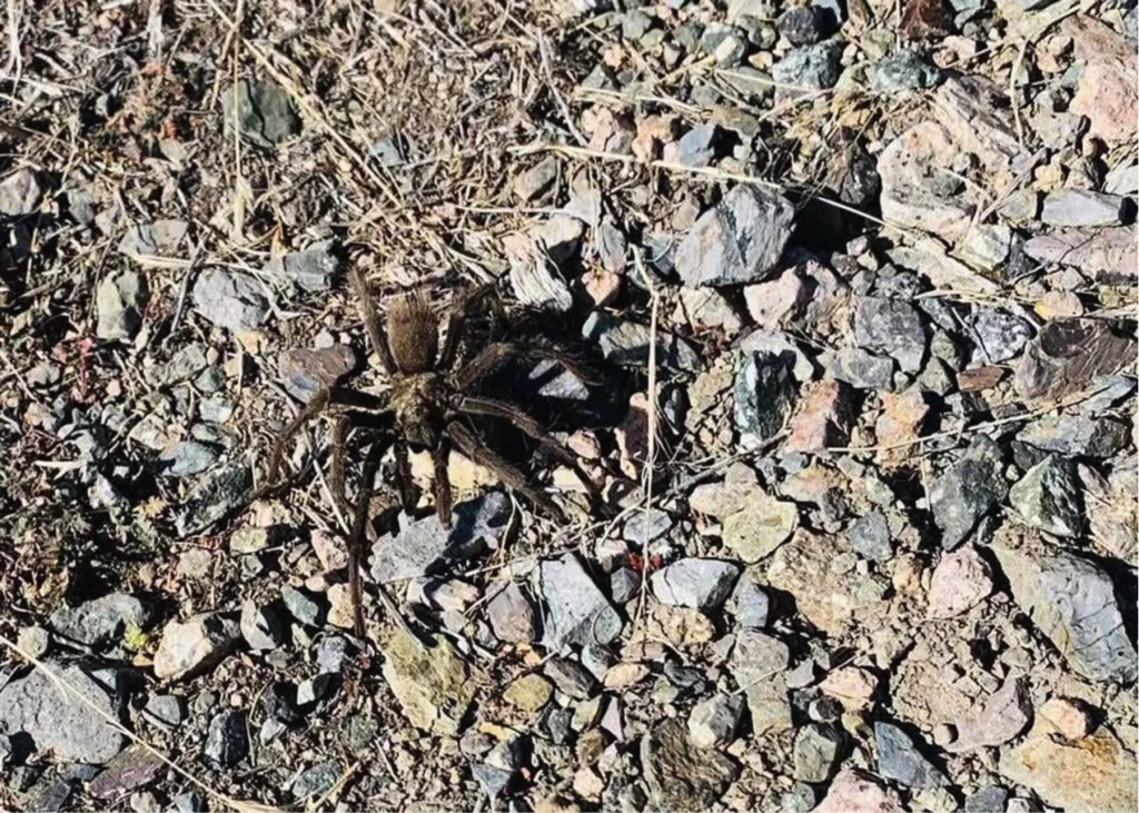 22818 nevada tarantula spider