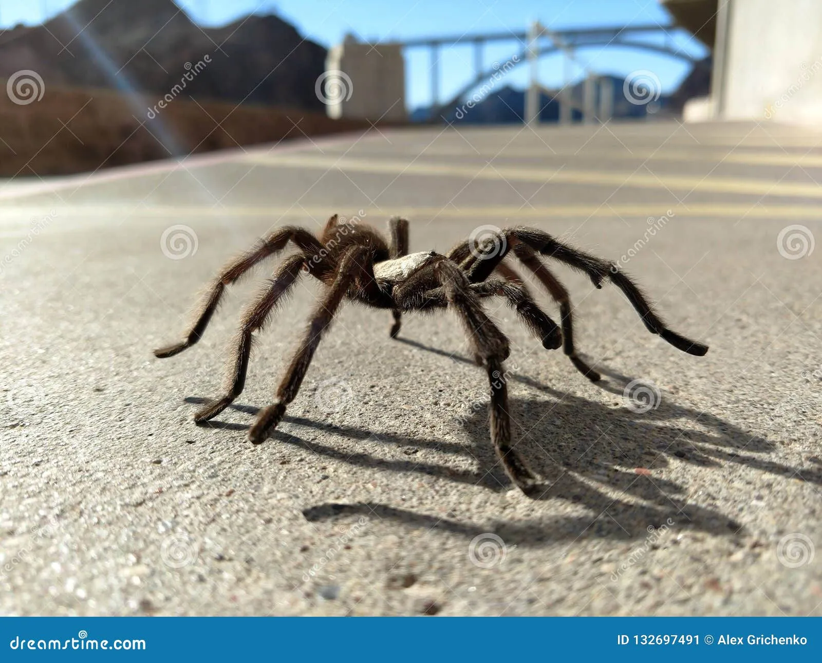 22818 nevada tarantula venom