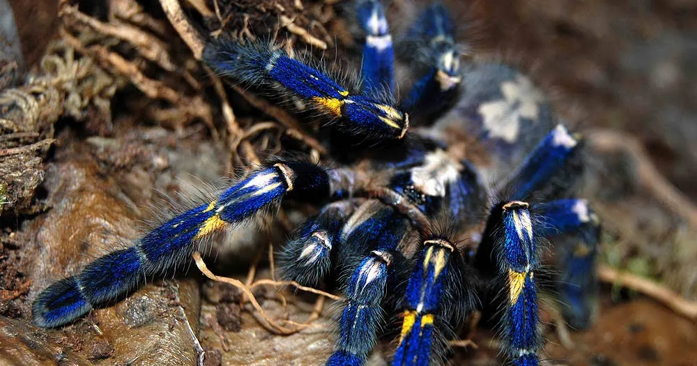 22821 arboreal tarantula enclosure