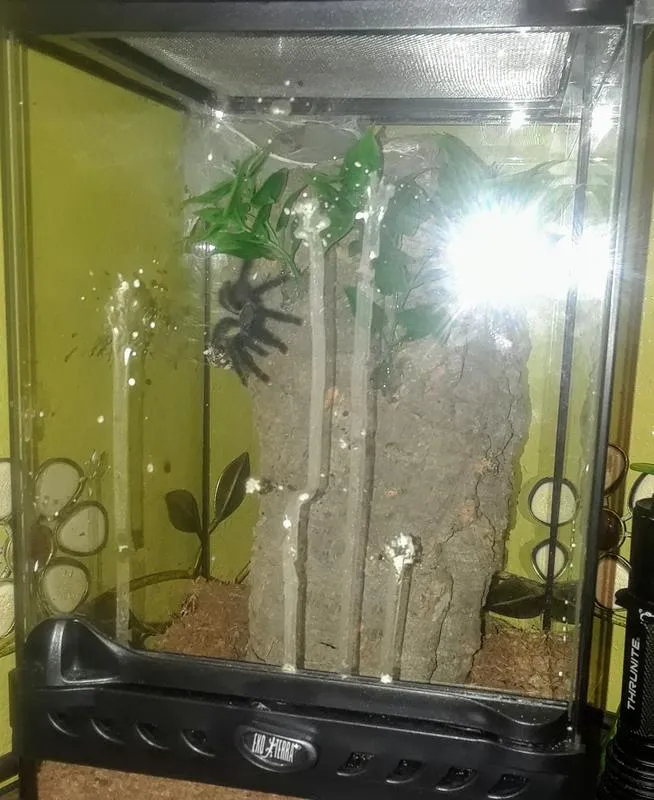 22821 green bottle blue tarantula