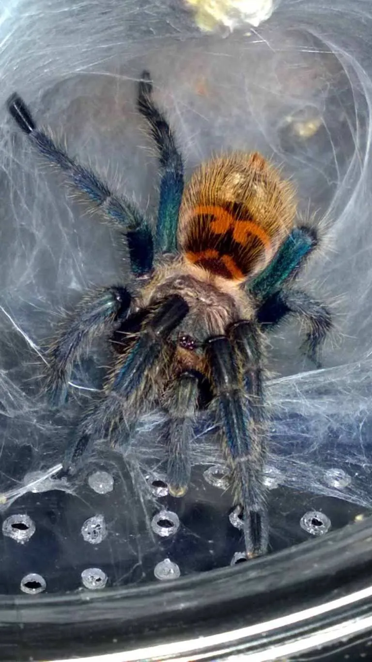 22821 pinktoe tarantula