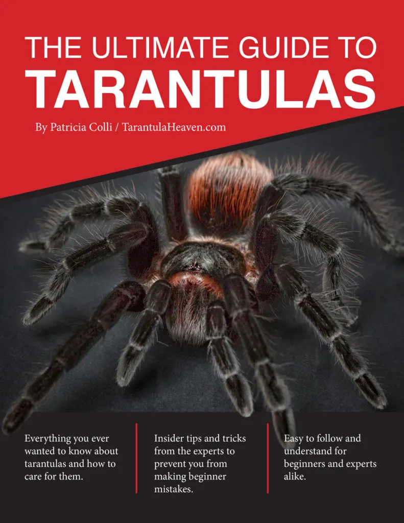 22821 tarantula handling
