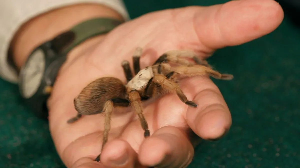 /img/22821-tarantula-molting.webp