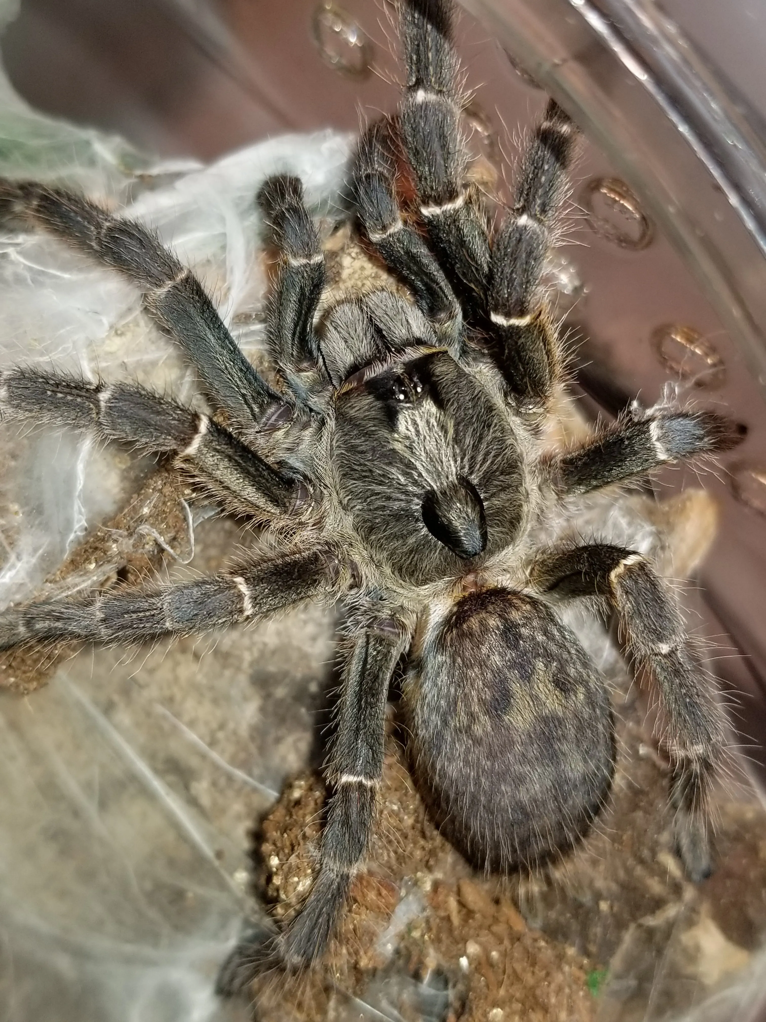 22822 darlingi tarantula enclosure