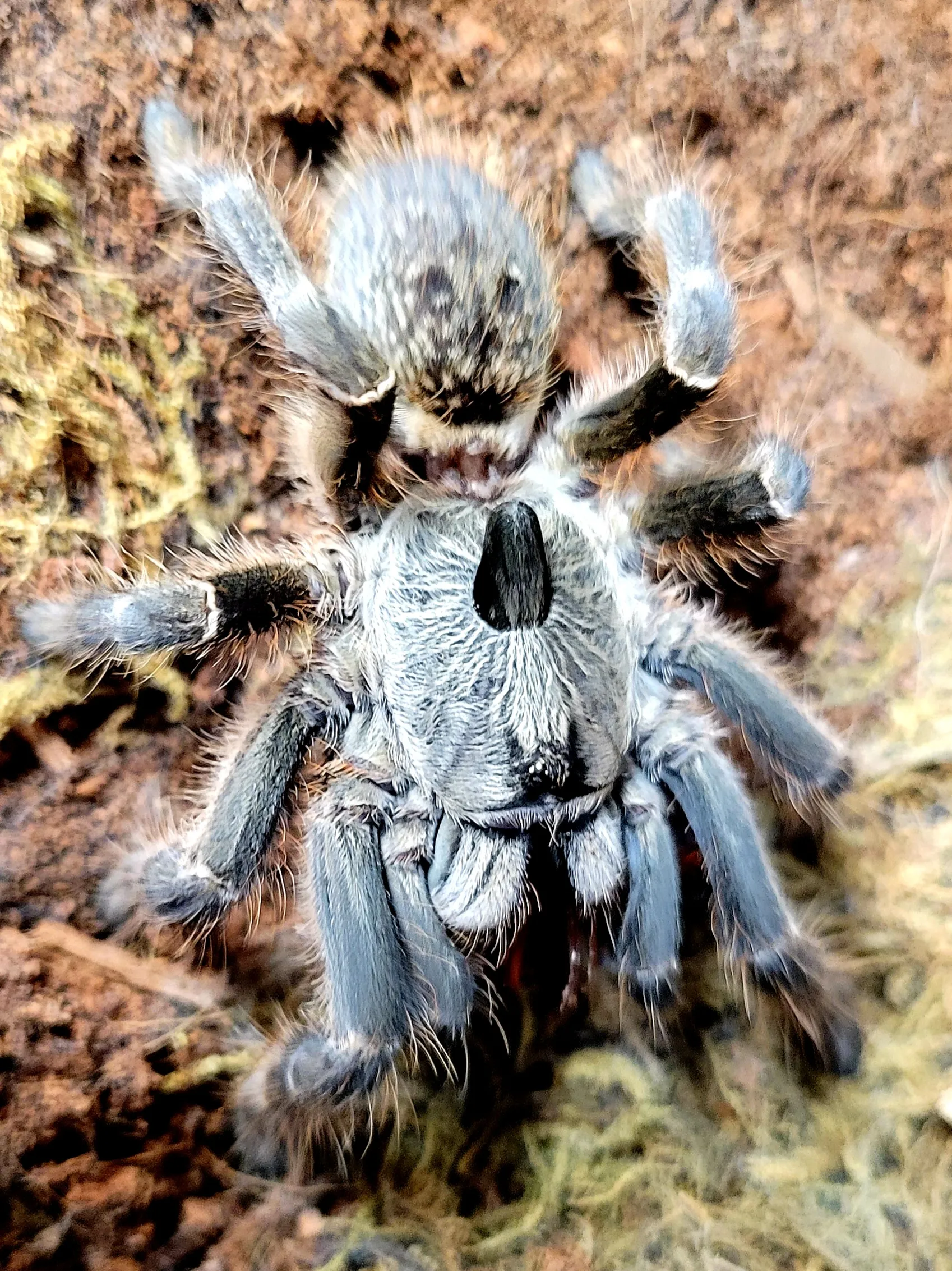 22822 darlingi tarantula feeding