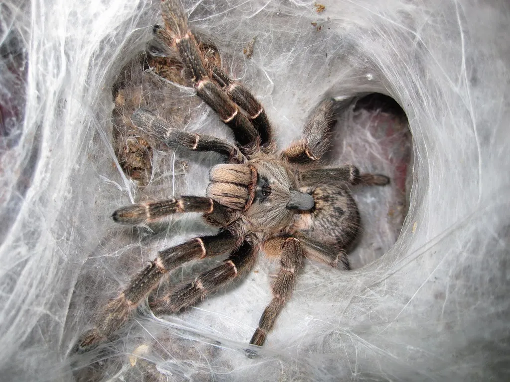 /img/22822-darlingi-tarantula-juvenile.webp