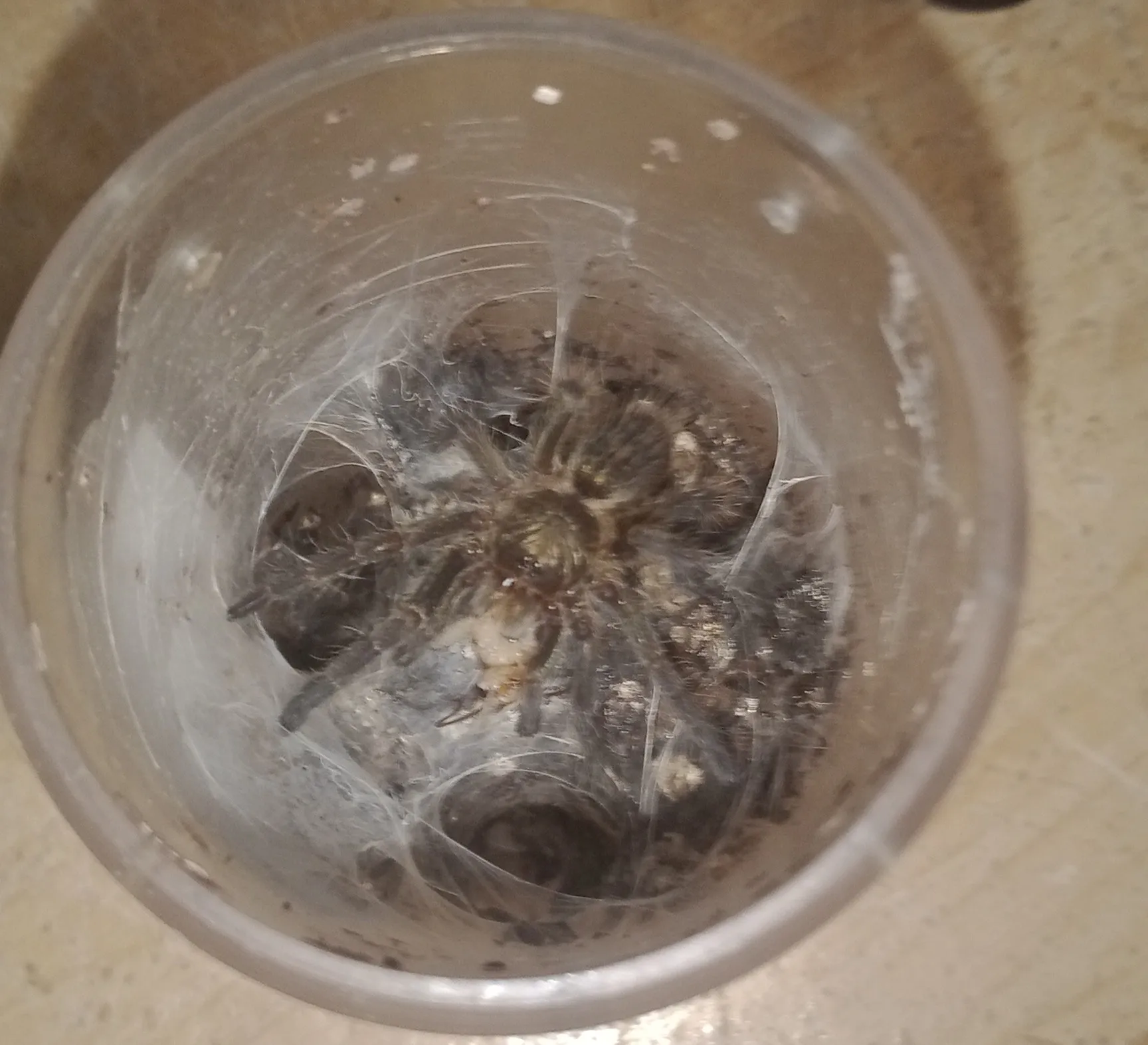 22822 darlingi tarantula morph