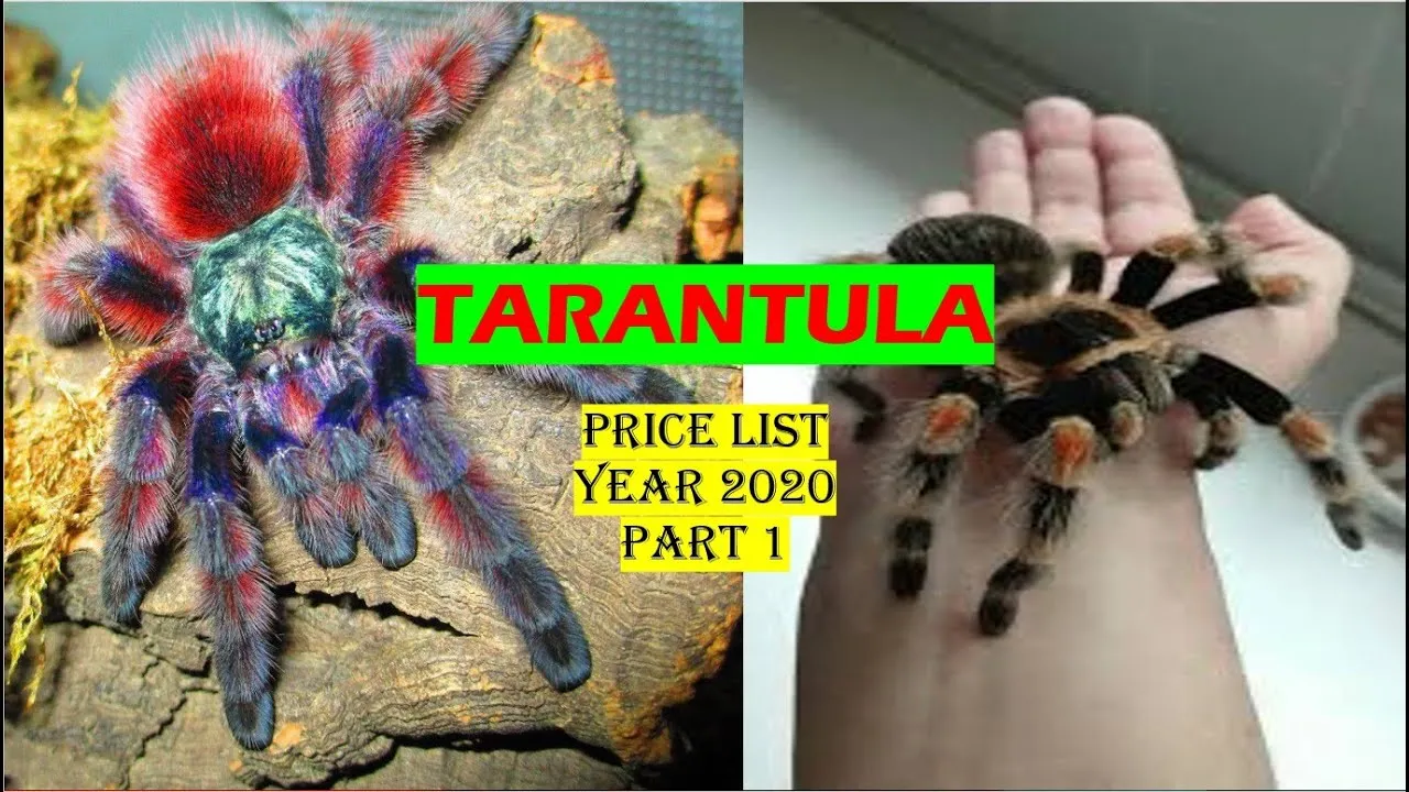 22822 darlingi tarantula overview
