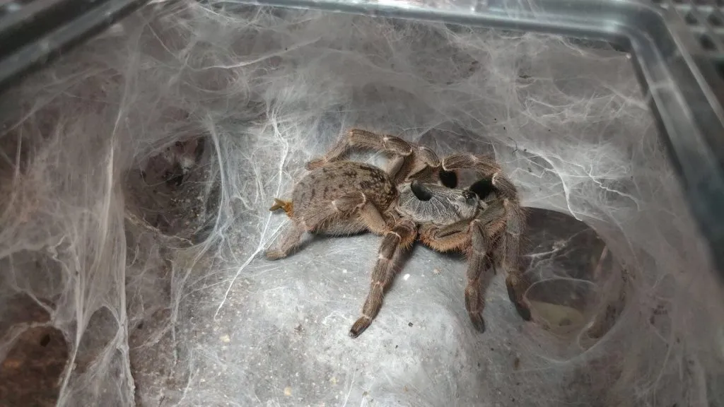 22822 darlingi tarantula seller