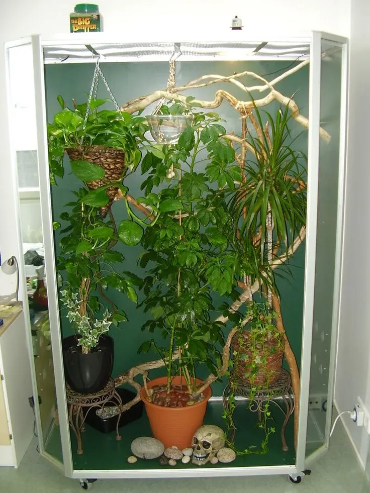 22830 tarantula cleaning