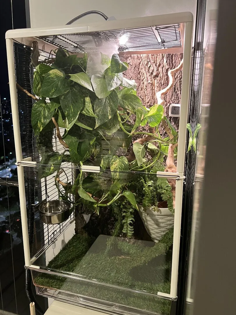 22830 tarantula humidity