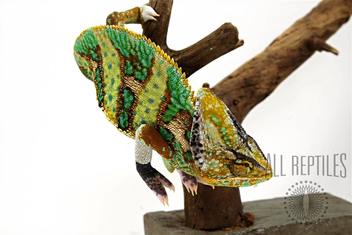 22830 tarantula water