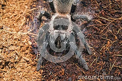 22832 brazilian wandering spider