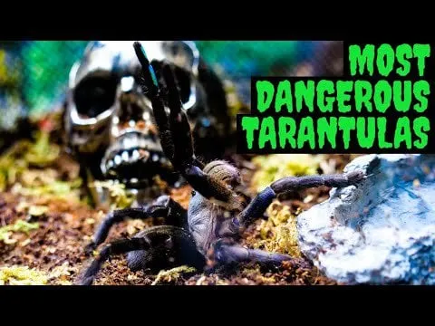 22832 cobalt blue tarantula