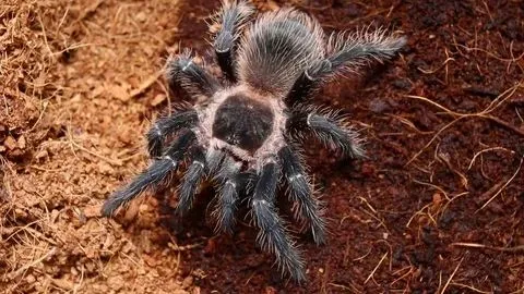 22832 indian ornamental tarantula