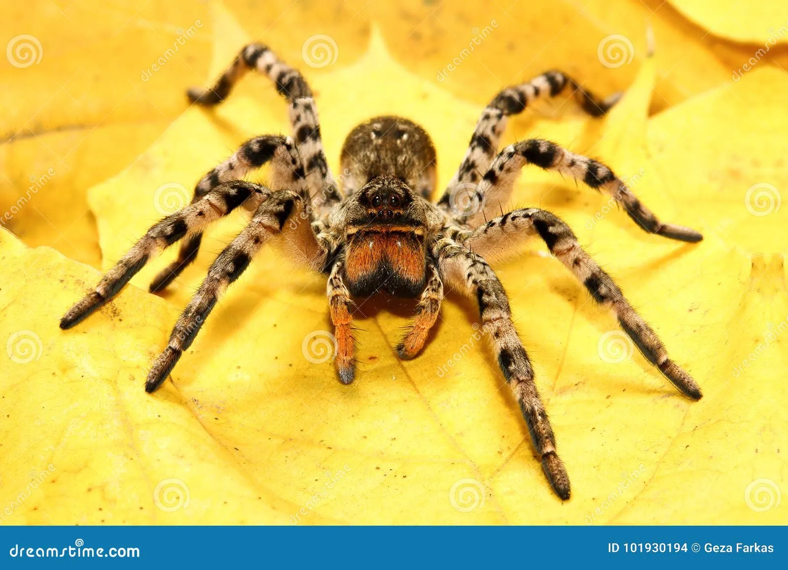 22832 tarantula bite