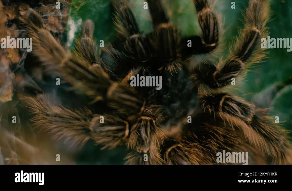 22832 tiger tarantula