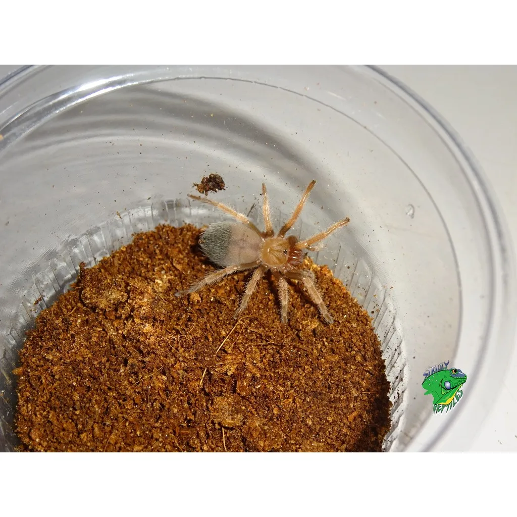 22833 fireleg tarantula handling