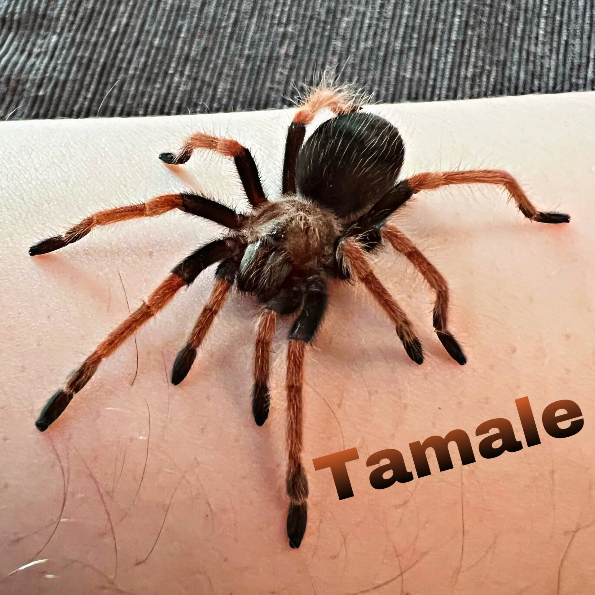 22833 fireleg tarantula molting