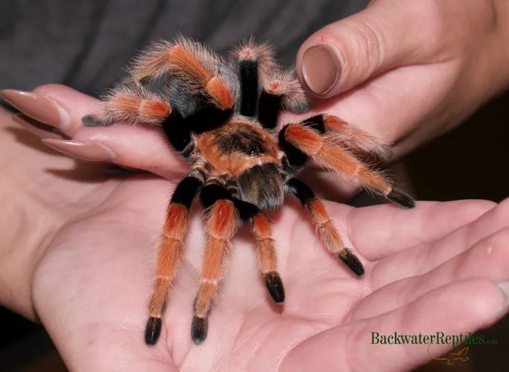 22833 fireleg tarantula red legs
