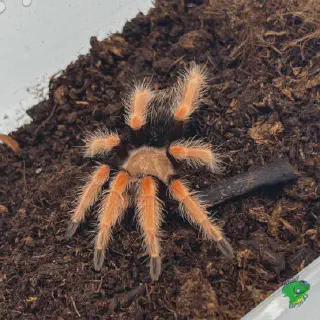 /img/22833-fireleg-tarantula-spiderlings.webp