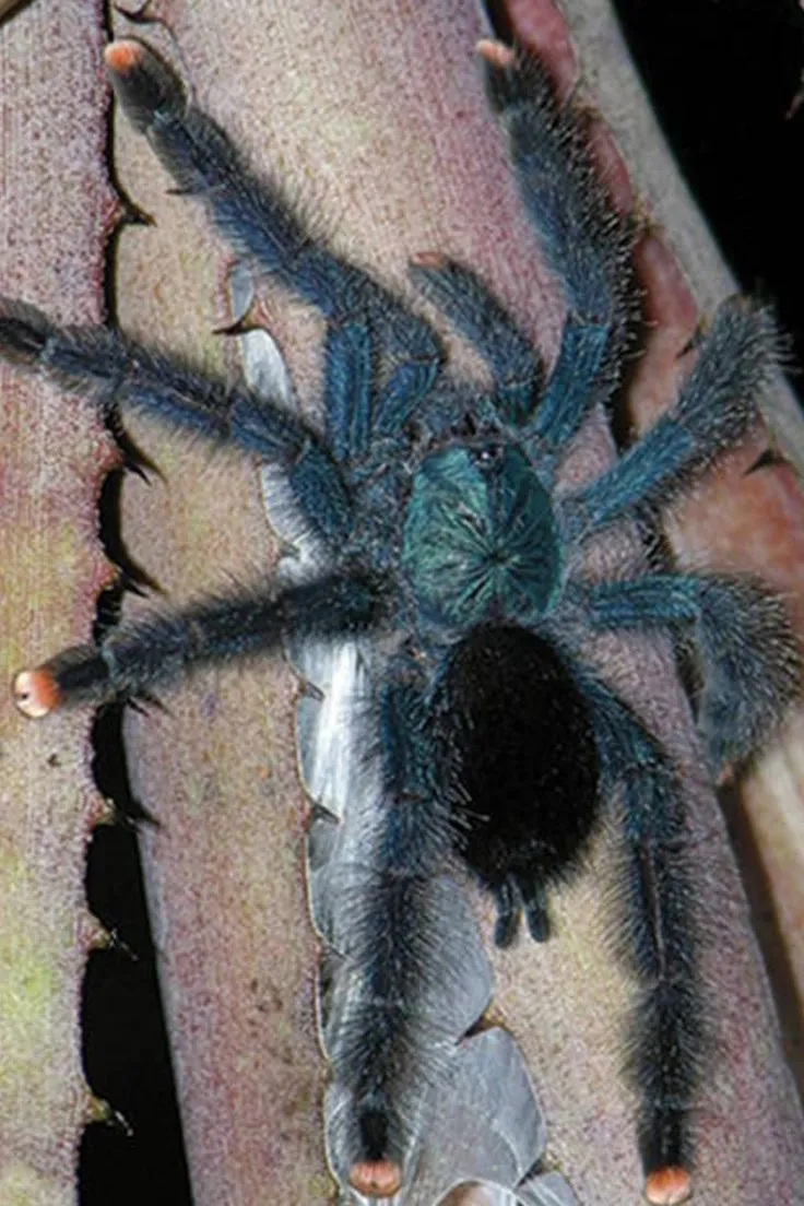 22835 pink toe tarantula healthy