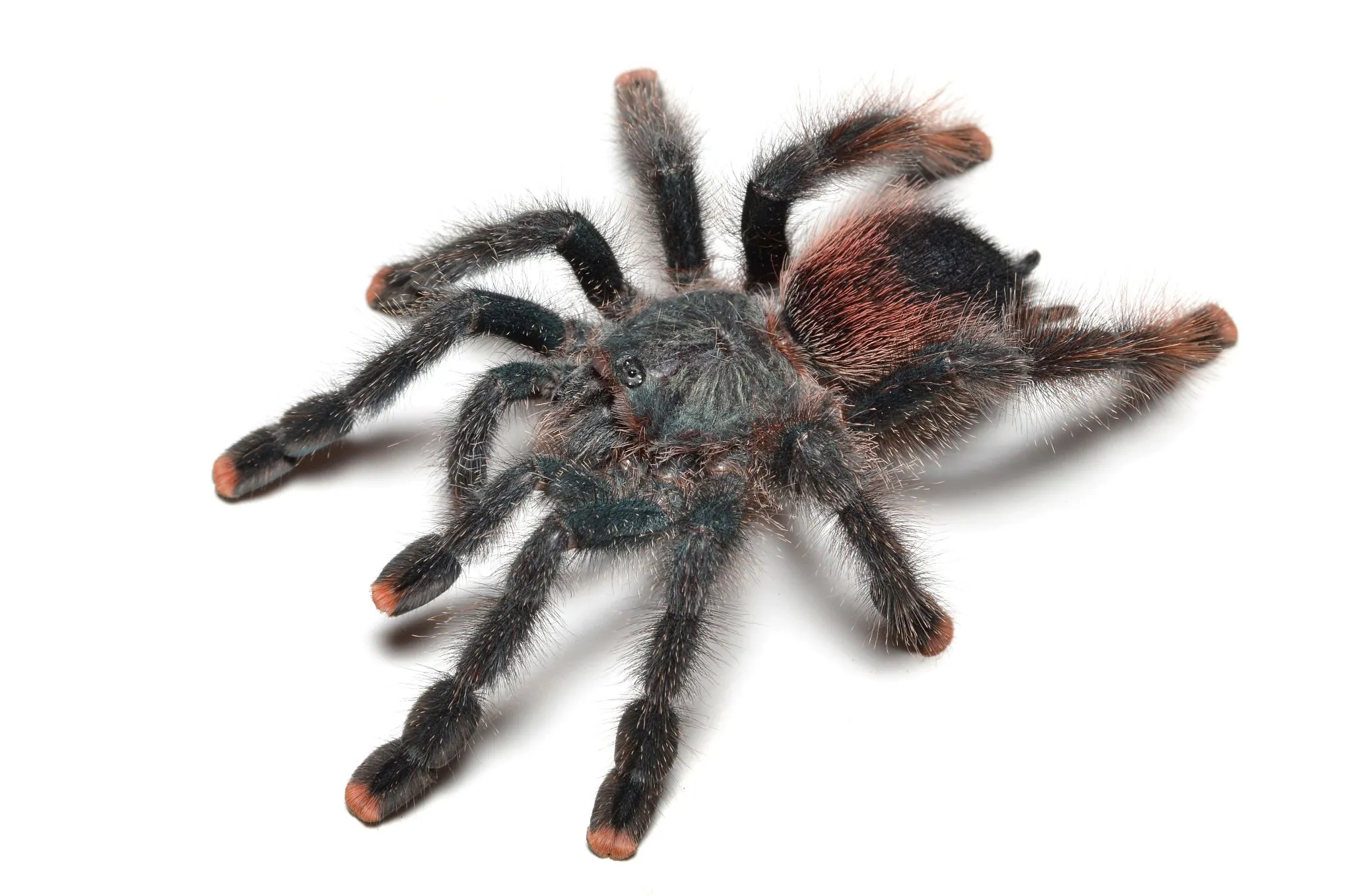 22835 pink toe tarantula substrate