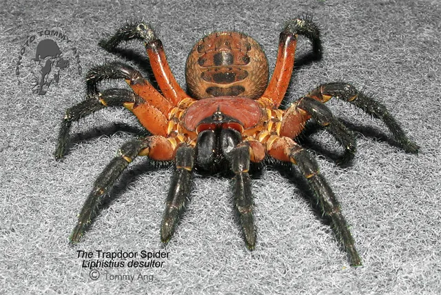 22836 tarantula behavior