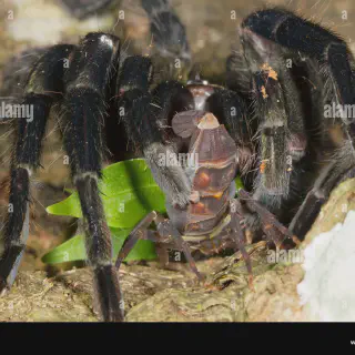 /img/22837-tarantula-prey.webp