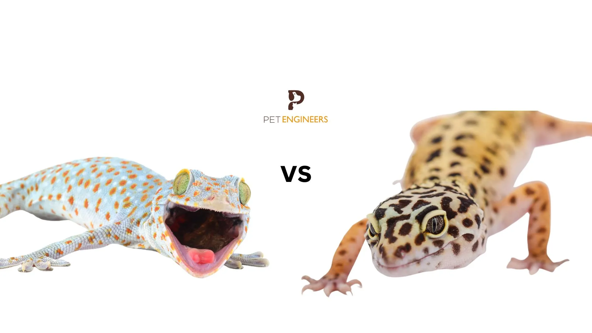 22839 tarantula feeding