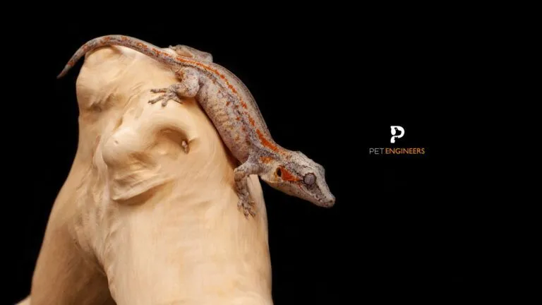 22839 tarantula handling