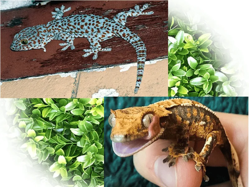 22839 tokay gecko feeding
