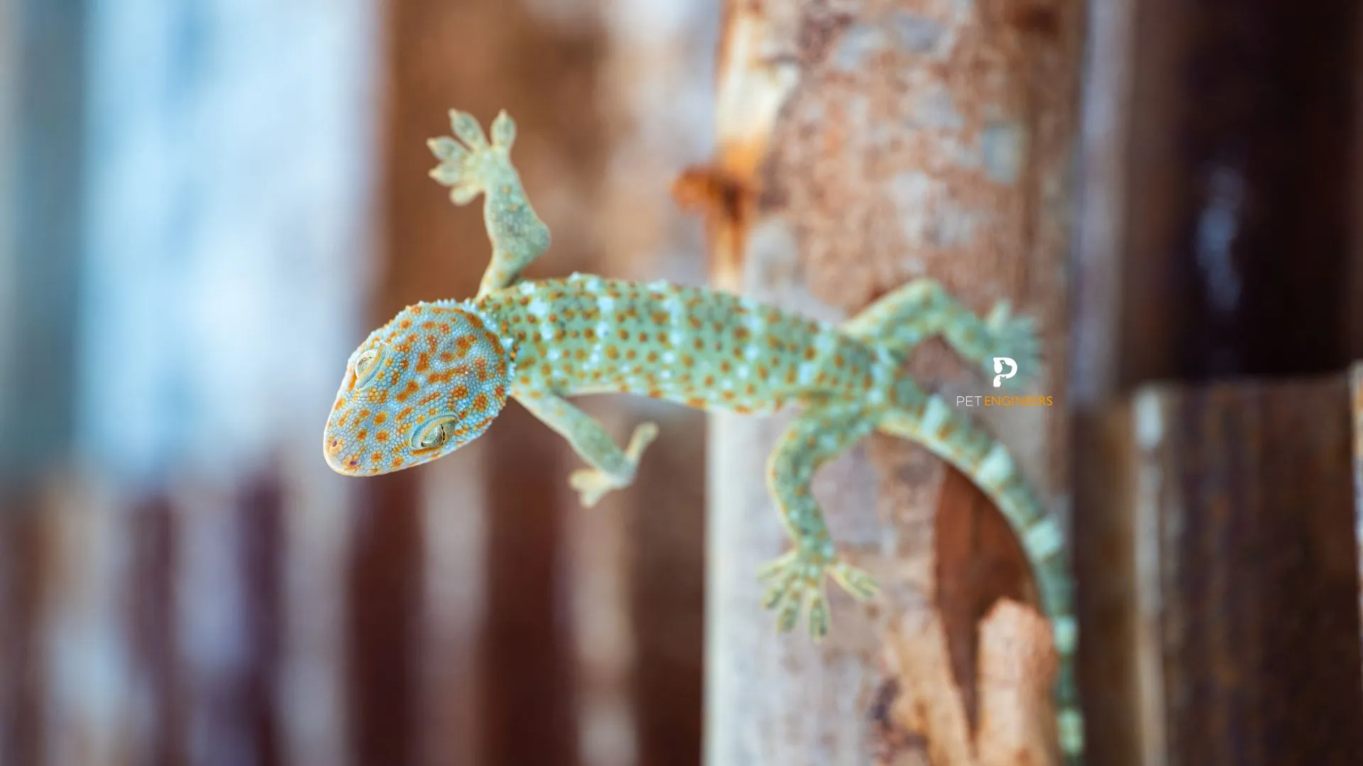 22839 tokay gecko handling