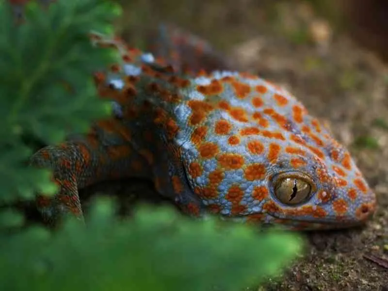 22839 tokay gecko tank