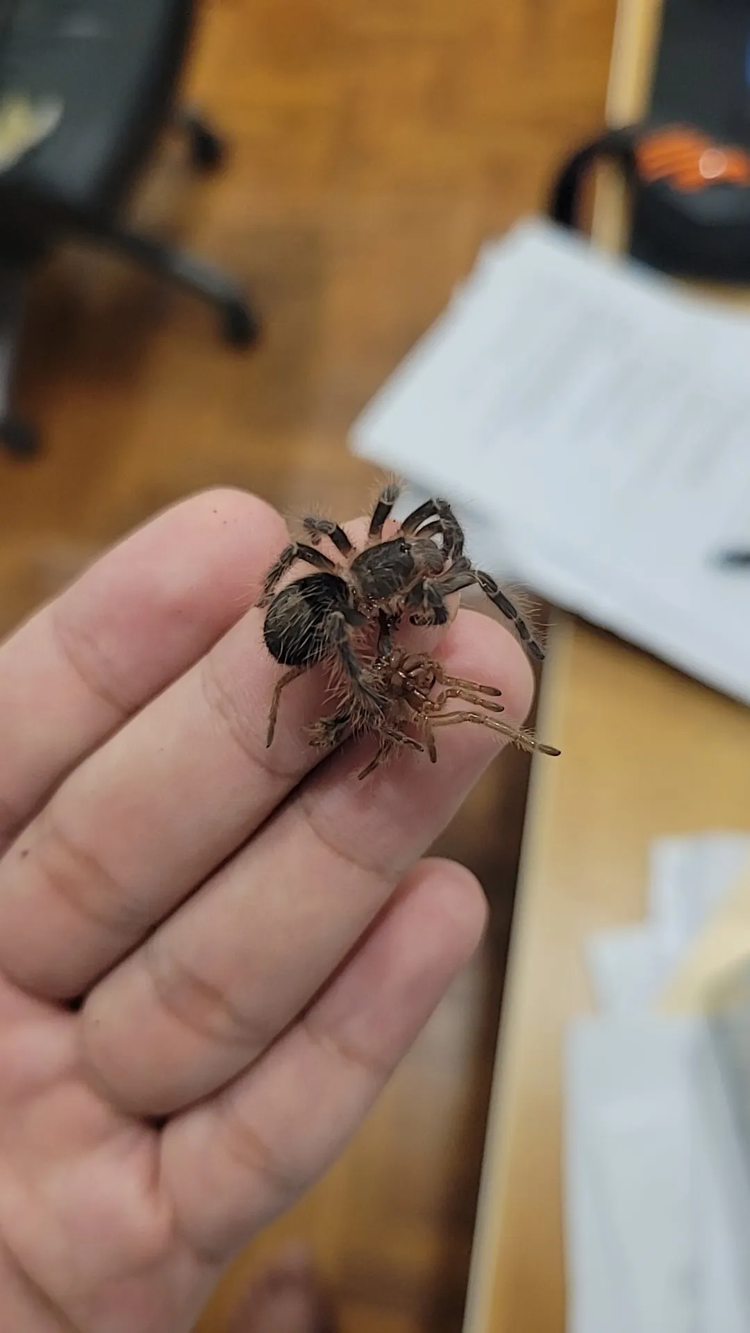 22844 healthy birdeater tarantula