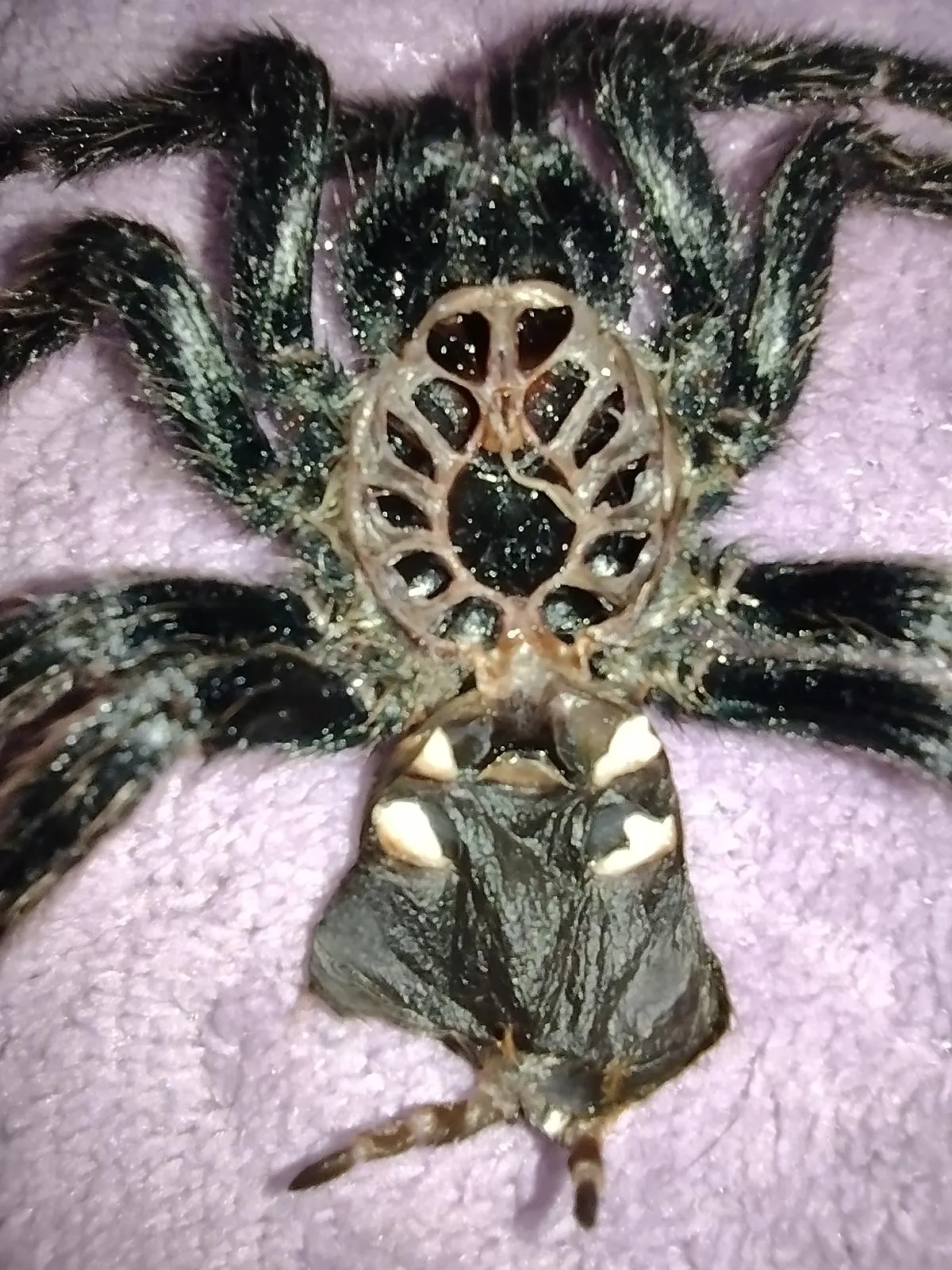 22844 tarantula molt stage