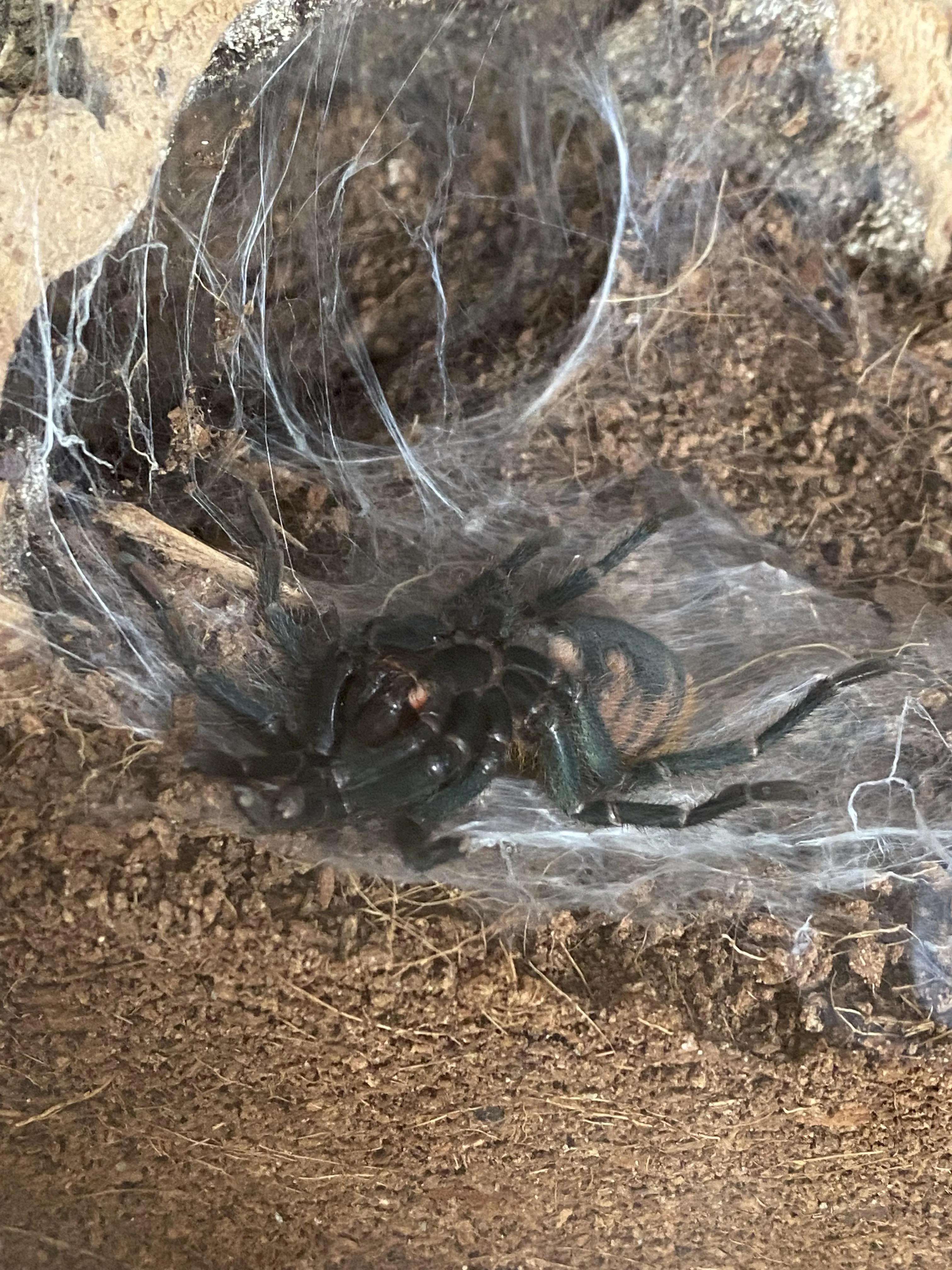 /img/22844-tarantula-molting-problems.webp