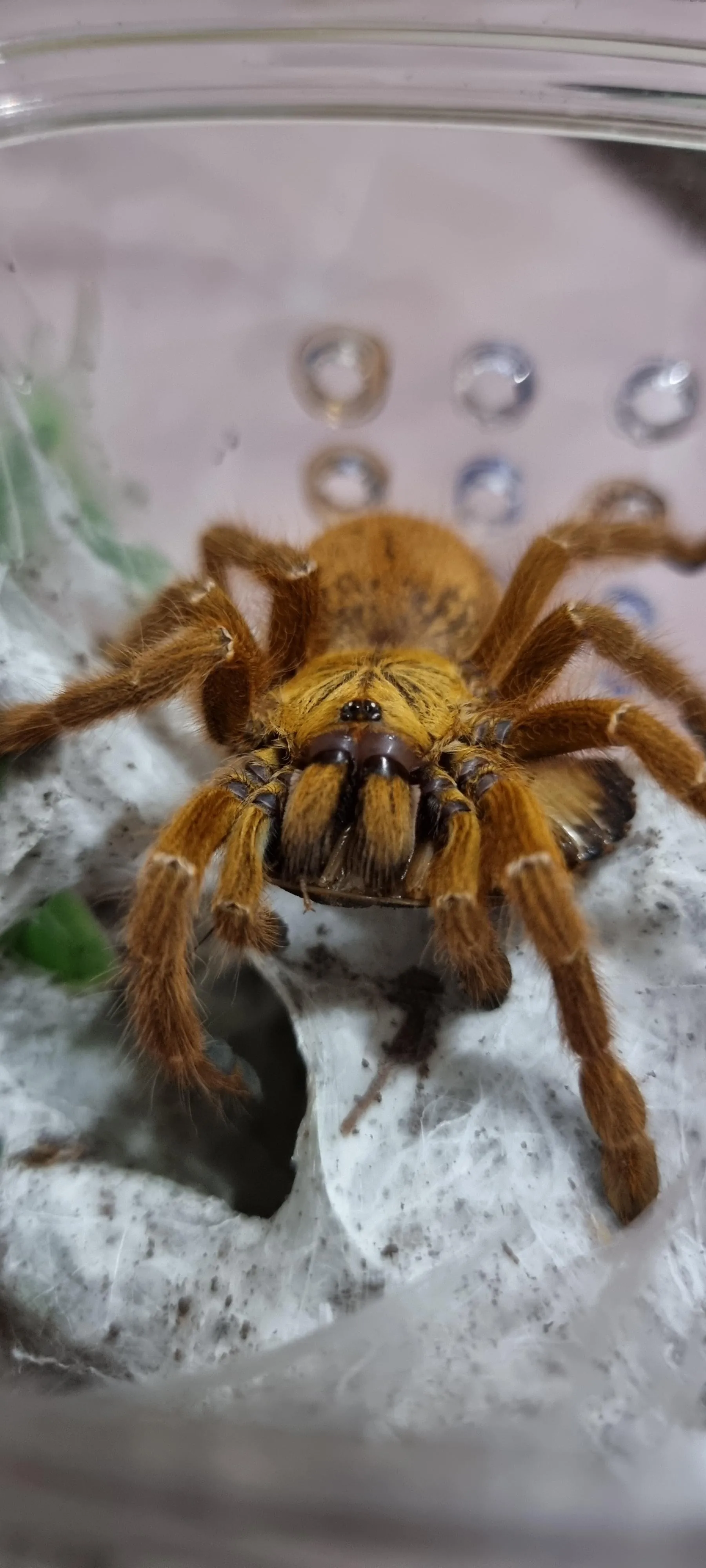 22844 tarantula post molt