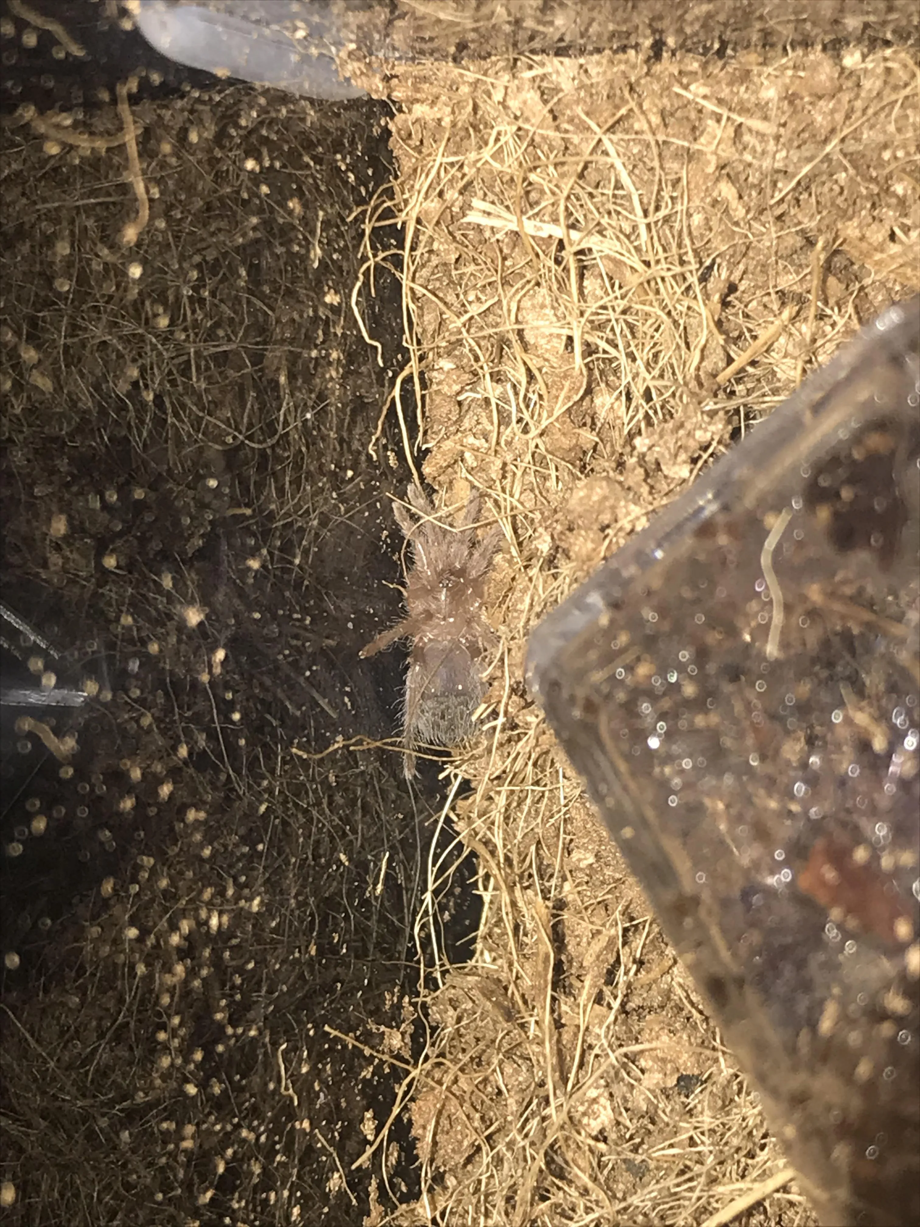 22844 tarantula pre molt signs