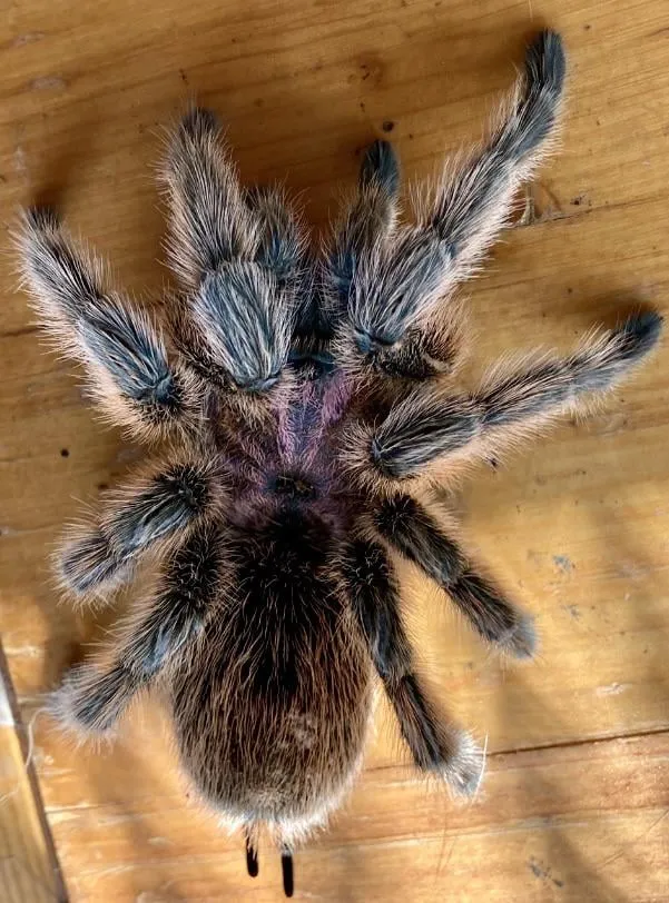 22844 tarantula safe environment