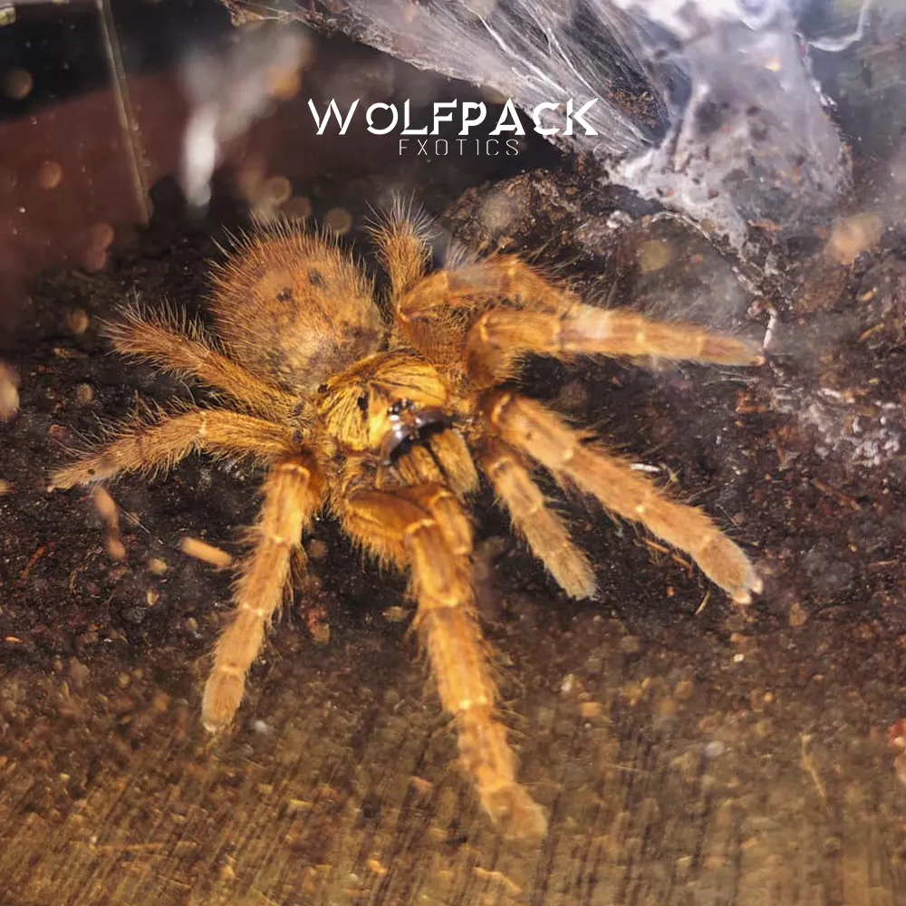 22846 orange baboon tarantula