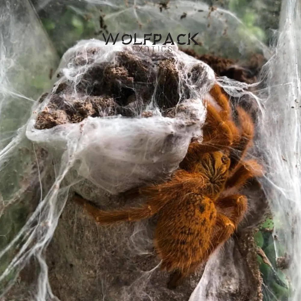 22846 tarantula enclosure