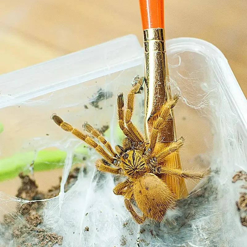 22846 tarantula morphs