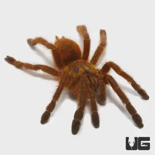 /img/22846-tarantula-vet.webp