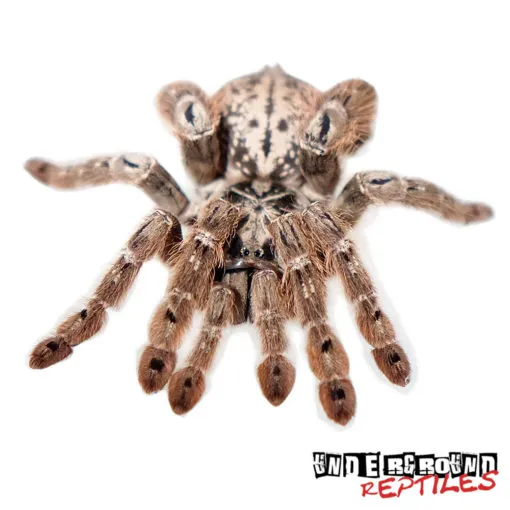 22848 togo starburst tarantula feeding