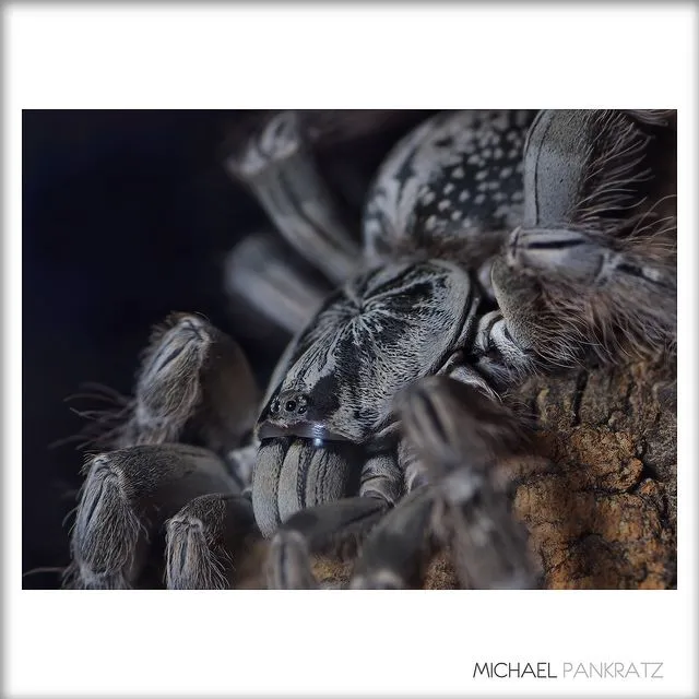 22848 togo starburst tarantula habitat